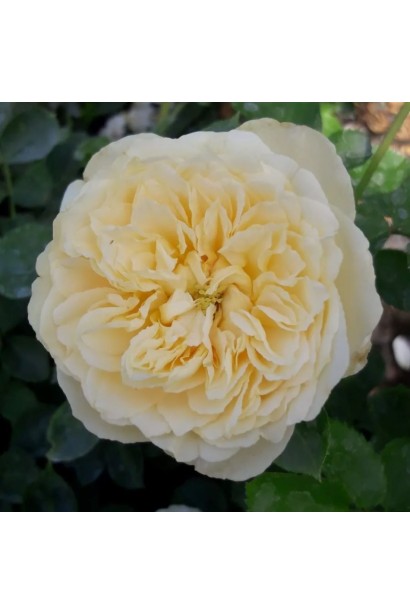 Роза Комтесса – махровый цветок с плотными лепестками.